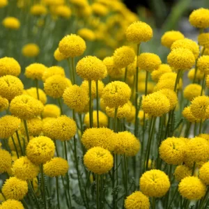 heiligbloem voor paarden