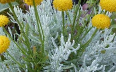 Aromatherapie bij paarden; heiligbloem