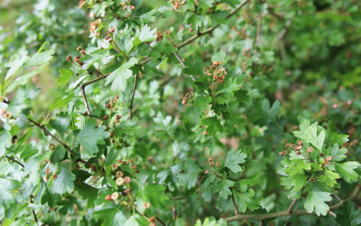 Planten voor paarden; meidoorn