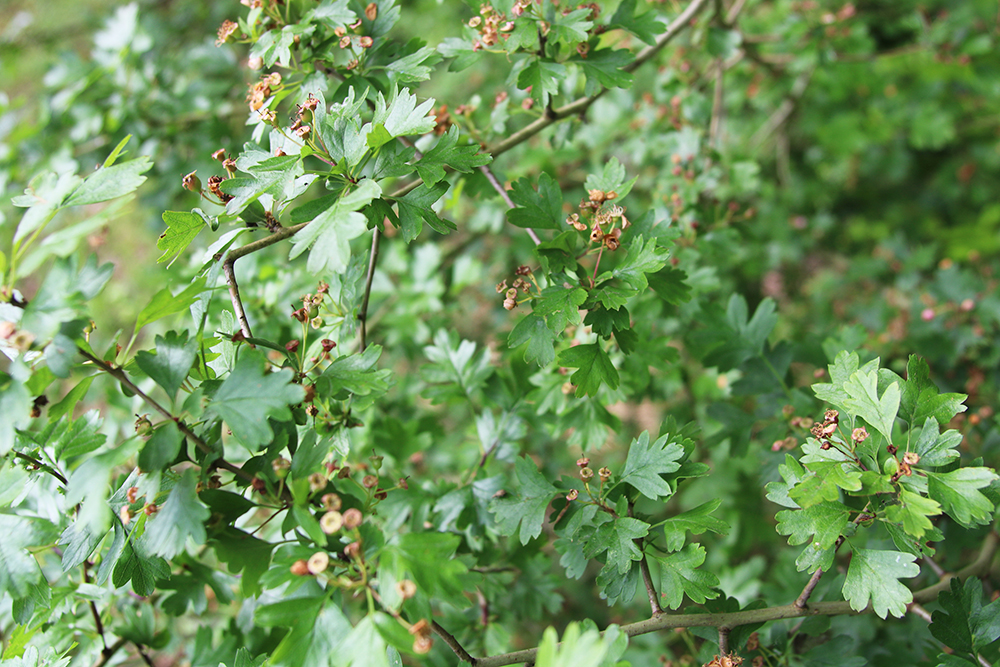Planten voor paarden; meidoorn