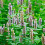 patchouli voor paarden
