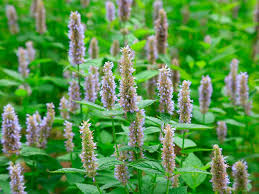 Aromatherapie bij paarden; patchouli