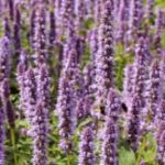 patchouli voor paarden