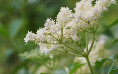 Bomen voor paarden; vlierbloesem vlierboom