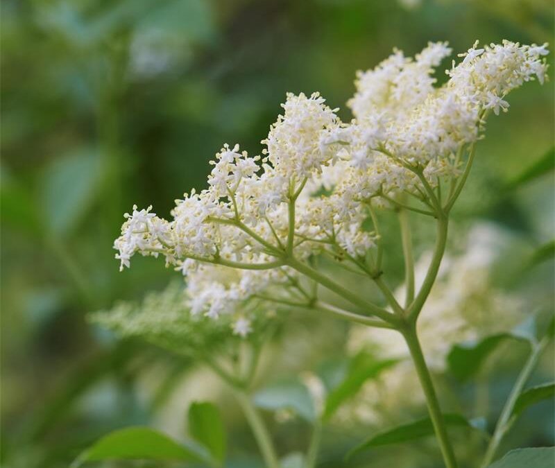 Bomen voor paarden; vlierbloesem vlierboom