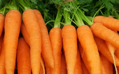 Planten voor paarden; wortel