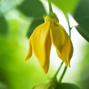 ylang ylang voor paarden ylang ylang olie