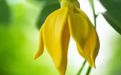 Aromatherapie bij paarden; ylang ylang
