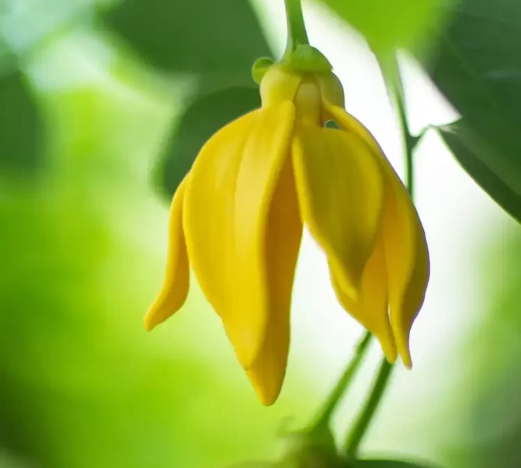 Aromatherapie bij paarden; ylang ylang