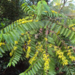 ylang ylang voor paarden ylang ylang olie