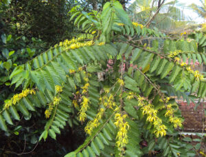 ylang ylang voor paarden ylang ylang olie
