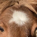 Paarden en kruinen kruinen bij paarden