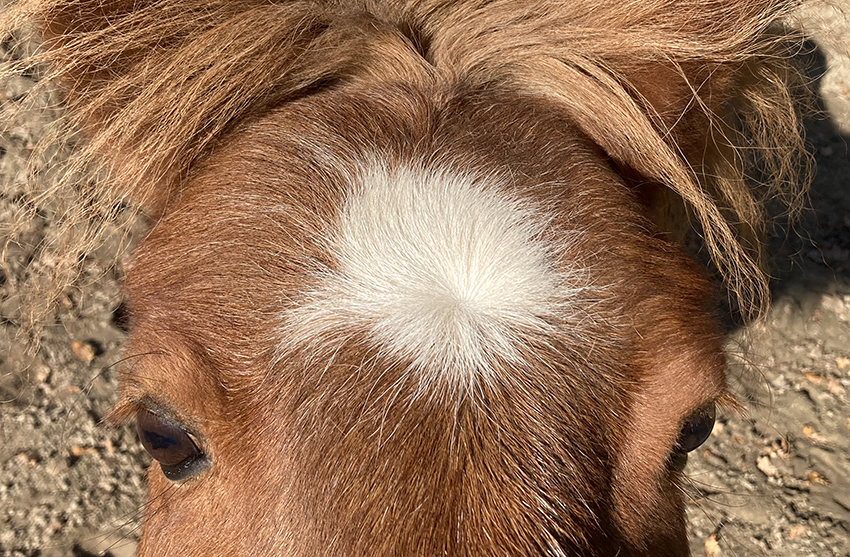 Kruinen bij paarden