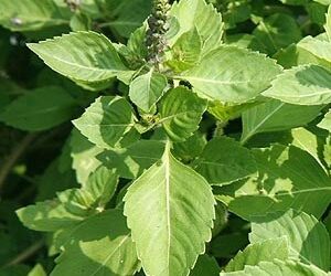 Kruiden voor paarden; tulsi heilige basilicum