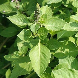 Kruiden voor paarden; tulsi heilige basilicum