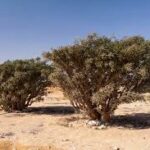 frankincense Boswellia oor paarden