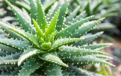 Aloe Vera voor paarden