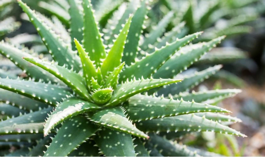 Aloe Vera voor paarden